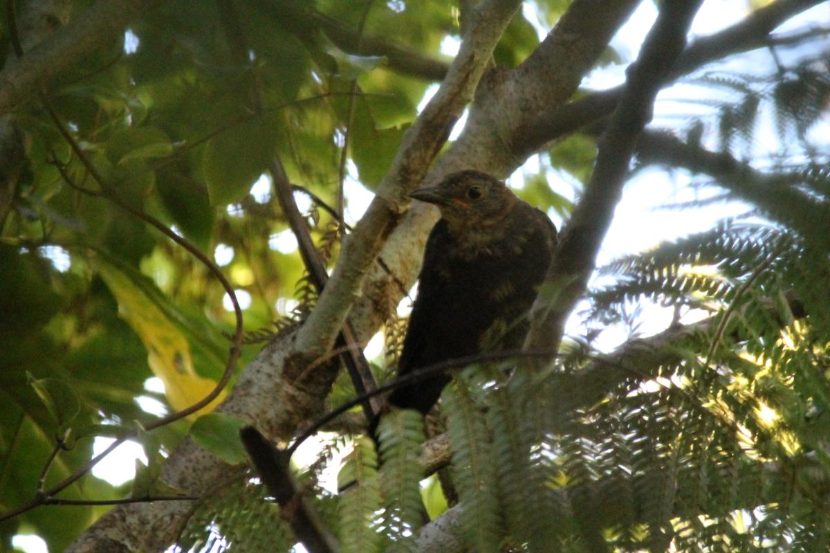 Common Blackbird (Turdus merula)